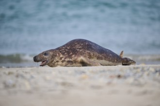 Grey seal (Halichoerus grypus) lying on the beach, Düne, Helgoland, Schleswig-Holstein, Germany,