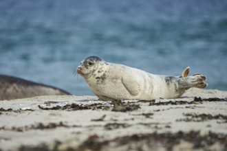 Grey seal (Halichoerus grypus) youngster lying on the beach, Düne, Helgoland, Schleswig-Holstein,