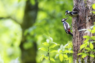 Great spotted woodpecker (Dendrocopos major), male shortly in front of departure from breeding den,