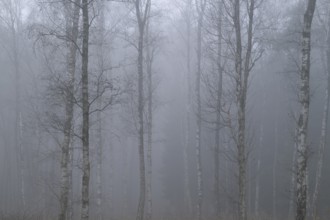 Birches (Betula) in winter in the fog, Lower Saxony, Germany, Europe