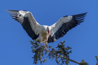Stork with spread wings balancing on a branch under a bright blue sky, White Stork (Ciconia