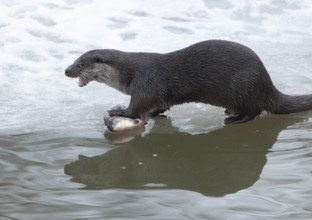 Otter (Lutra lutra) with prey fish at a partly frozen pond, snow, Germany, Europe