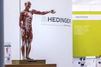 Human body model with muscles and organs for biology lessons. Scientific teaching aid from Hedinger