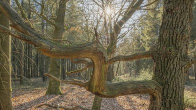 Old dried, crooked branches of an oak tree in the Wildeshauser Geest nature park Park, Emstek,