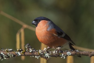 A male bullfinch (Pyrrhula pyrrhula) sitting on a branch in a natural environment,