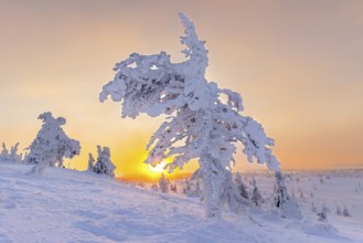 Tykky forest, snow covered spruce tree on the taiga at sunrise in winter, Riisitunturi National