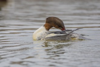 Goosander (Mergus merganser) wbl Germany