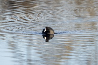 Eurasian Coot (Fulica atra), Vulkaneifel, Rhineland-Palatinate, Germany, Europe
