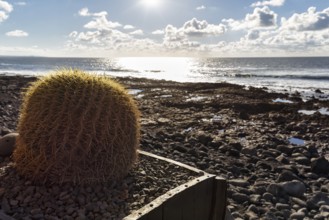 Cactus in a flower pot, rocky west coast, black lava coast, coastline, backlight, El Golfo, Yaiza,