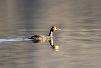 Great Crested Grebe (Podiceps Scalloped ribbonfish), Vulkaneifel, Rhineland-Palatinate, Germany,