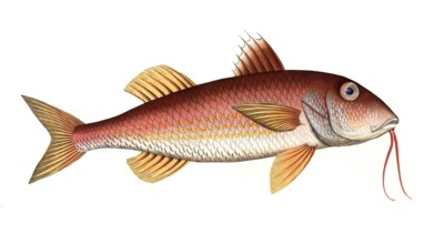 Fish, Fish, Mullus surmuletus, Striped mullet, The striped red mullet or surmullet, Historic,