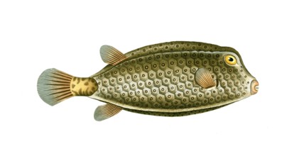 Fish, Fish, Genus marine ray-finned fish, Ostracion cubicus, spikeless square, yellow boxfish,
