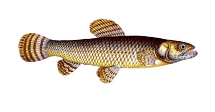 Fish, fish, genus of pike, Esox malabaricus, Hoplias malabaricus, malabar pike, pike of Malabar,