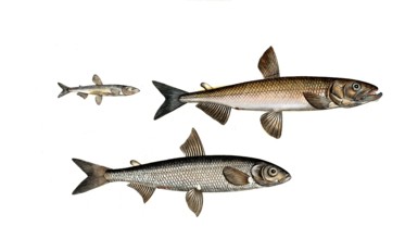 Fish, fish, left: Salmon family, Salmo eperlanus, smelt, the Smelt, top right: Salmon family, Salmo