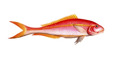 Fish, Fishes, Seabream family, Sparus chrysurus, the gold-tailed gilt-head, Historical, digitally