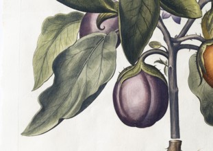 Aubergine (Solanum melongena) or egg plant, hand-coloured copperplate engraving by Basilius Besler,
