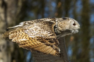 Flying owl with detailed patterns on the wings in daylight, Siberian Eagle Owl (Bubo