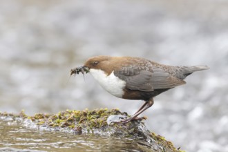 White-throated Dipper (Cinclus cinclus) on a mossy stone on the bank of a river, with caddis fly