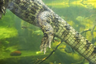 Saltwater crocodile (Crocodylus porosus) swimming in the water, captive