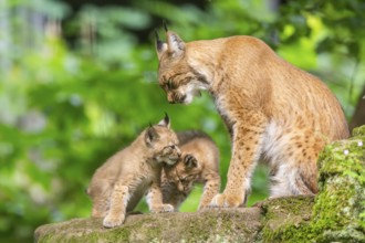Eurasian lynx (Lynx lynx) mother with her youngsters (cubs) in a forest, Bavaria, Germany, Europe