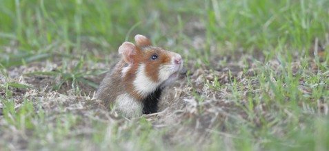 European hamster (Cricetus cricetus), in a meadow, just coming out of its burrow, Vienna, Lower