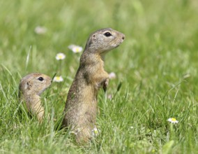 European ground squirrel (Spermophilus citellus) looking out of its burrow with curiosity and