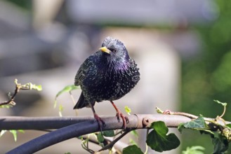 A starling sits on a branch with ivy leaves while sunlight illuminates it, Braunschweig, Lower
