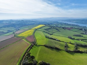 Rapeseed fields over the River Teign from a drone, Teignmouth, Shaldon, Devon, England, United