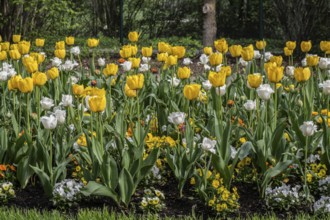 Tulips (Tulipa) and horned violets (Viola cornuta) in a flower bed, Lower Saxony, Germany, Europe
