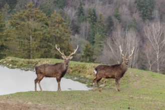 Two Japanese sika deer stags (Cervus nippon nippon) stand attentively in a meadow in hilly terrain