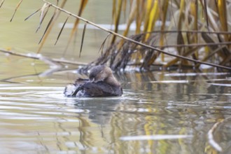 Little grebe (Tachybaptus ruficollis) Germany