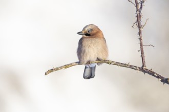Eurasian jay /Garrulus glandarius) Germany