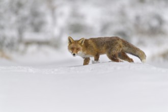 Red fox (Vulpes vulpes), walks through a snowy landscape, its fur blending with the white