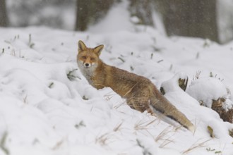 Red fox (Vulpes vulpes), standing in a snow-covered forest, blending into the winter scenery, Czech