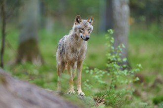 A gray wolf (Canis Lupus), standing in the forest on an elevated point surrounded by green