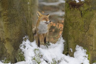 Red fox (Vulpes vulpes), standing between two trees in a snowy forest, Czech Republic, Europe