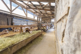 Paddock with cows and natural light in a structured wooden construction, Haselstaller Hof,