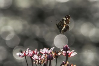 A map butterfly (Araschnia levana) flies over pink flowers, sparkling background, Hesse, Germany,
