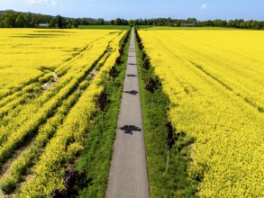 The avenue cycle path between Xanten and Marienbaum, Kalkar, on the Lower Rhine, former railway