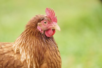 Close-up of a chicken with brown feathers and a red comb in an outdoor setting, Chicken (Gallus