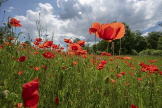 Flowering poppy (Papaver Rheos) in a field, Bavaria, Germany, Europe