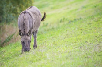 Donkey (Equus asinus asinus) or domestic donkey, completely grey coloured variant with eel line and