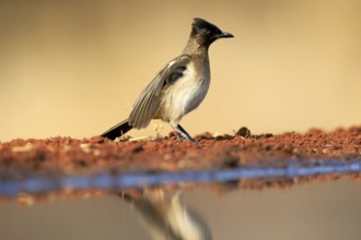 Grey bulbul (Pycnonotus barbatus), adult, at the water, Kruger National Park, Kruger National Park,