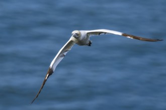 Northern Gannet, Morus bassanus, bird in flight over sea, Bempton Cliffs, North Yorkshire, England,