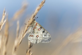 Mountain Apollo butterfly (Parnassius apollo) in a meadow. Drome, Alpes de haute Provence, France,