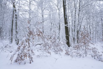 Snow-covered deciduous forest in winter, Hainich National Park, Thuringia, Germany, Europe