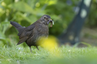 European blackbird (Turdus merula) adult female bird with a beak full of food in its beak on a
