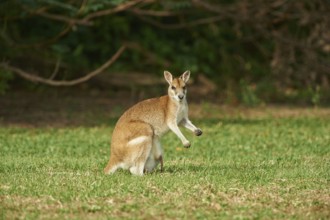 Close-up of an agile wallaby (Macropus agilis) on a meadow wildlife in Australia