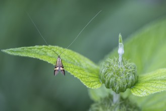 Longhorn butterfly (Nemophora degeerelle), Emsland, Lower Saxony, Germany, Europe