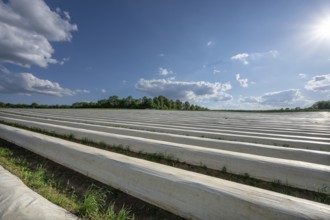 Asparagus field covered with white foil (Asparagus) in the backlight, Middle Franconia, Bavaria,